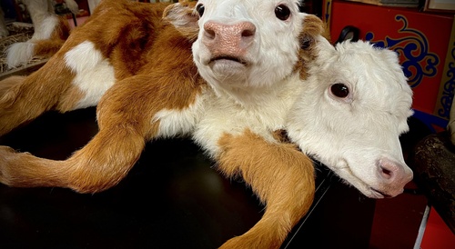 a calf with two heads