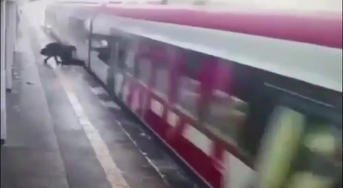 Drunk Bros, Kiss the Train