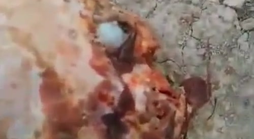 Happy Haitian Head Cheese