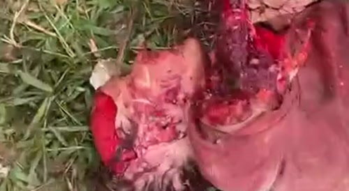 Dogs Make A Meal Out Of A 69-Year-Old Woman