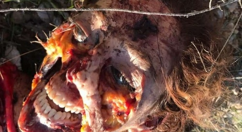 Beauty Blasted And Eaten