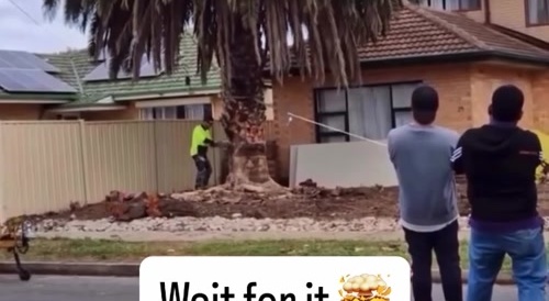 Stupid Idiots Cut Down Tree Into House