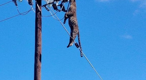 jaguar hanging from a post