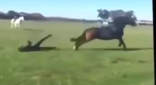 Australian horse trainer killed with one kick