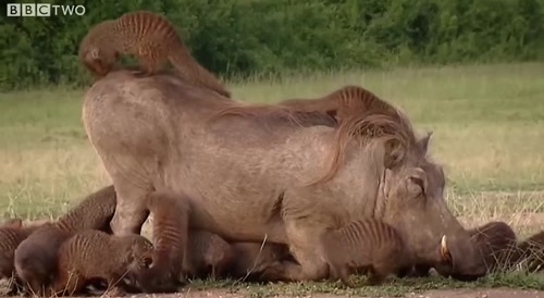Warthog getting "spa treatment"