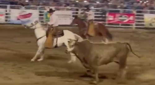 Oregon Rodeo Bull Jumps Over The Fence