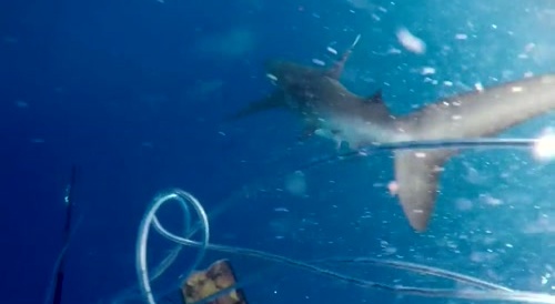 Guy fights off shark attack while Tuna fishing