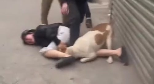 Dog Becomes The Star Of A Fight