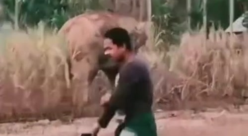 Glitter's Unhappy Elephant