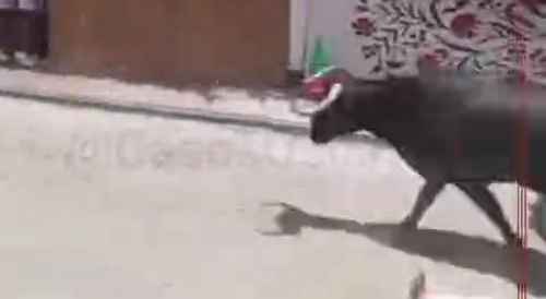Bull takes out man