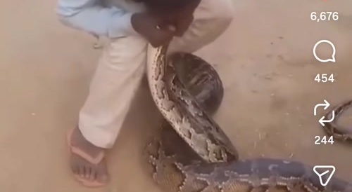 Zoophilliac Snake kiss