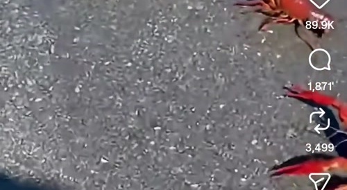 Crayfish took over highway