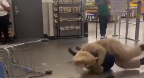 Random Teddy-Bear Rasslin'