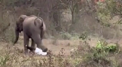 Wild, Tap Dancing Elephant