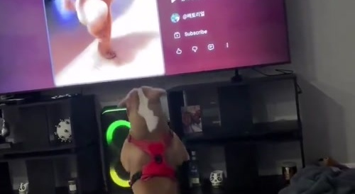 Dogs tries to copy AI dog on the TV