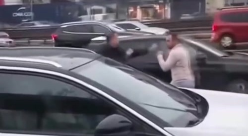 two kangaroos fighting