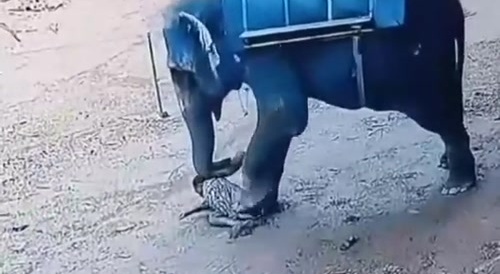 Elephant turns guy into a pile