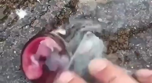 is this fake or is it a dog?