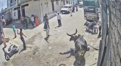 Indian Tap Dancing Bull