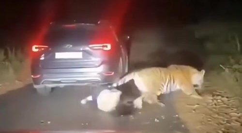 Girl grabs tiger&rsquo;s testicles during attack and it runs away