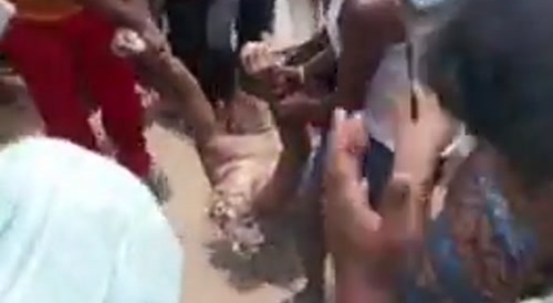 Croc Terrifies Village