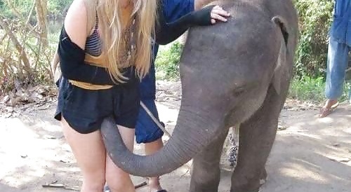 perverted elephant
