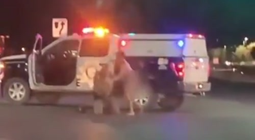 Naked Dude Fights Cop Steals Police Truck