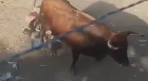 Bull Wins Again In Columbia