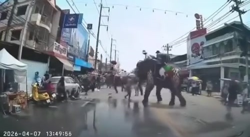 Elephants Are Getting Real Sick Of Humans