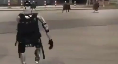 A robot chases wild boar