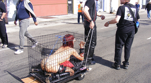 taking a walk with your pet