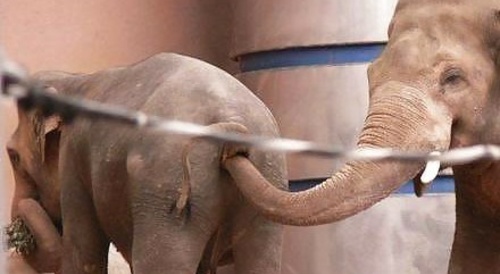 elephant sticks trunk up another's anus