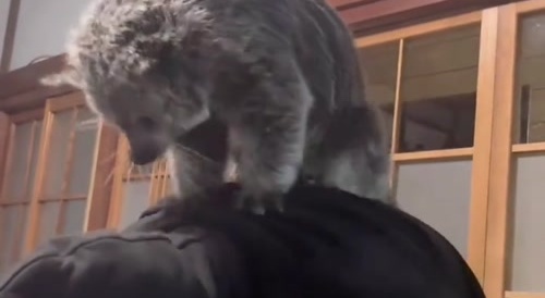 When Binturons Attack