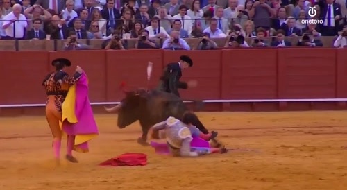 Bull Almost Gets The Sweet Spot