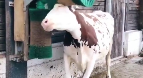 Cow liking the brushes