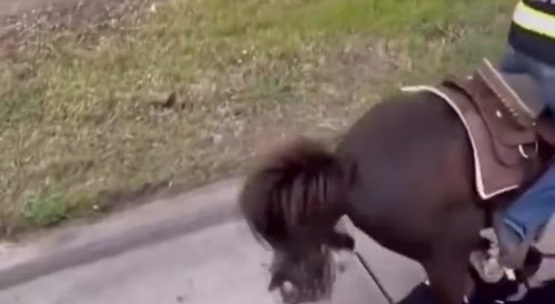 Girl doing split gets hit by horse