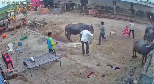 Rabid dog attacks Indians