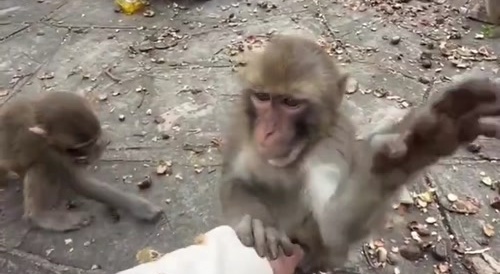 Monkey clearing stuff on girl&rsquo;s sleeve
