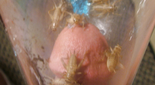 insects in the penis