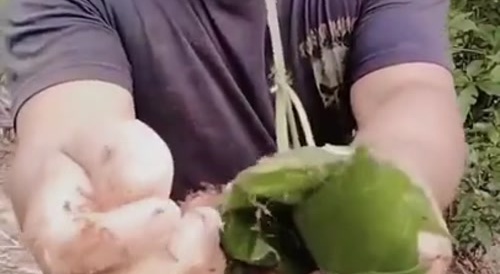 Stupid Idiots Puts "Ants in da Pants" - & Regrets it!