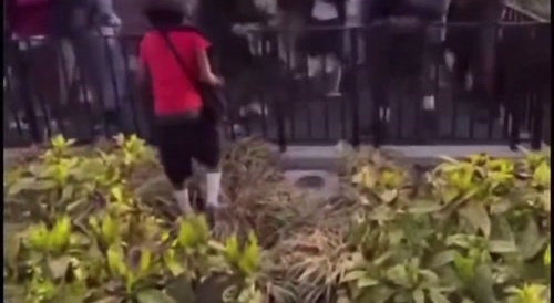 assault in a New York City park.