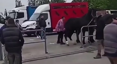 Stallion 1, Village Idiot 0
