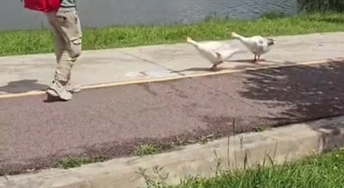 Man vs. Goose