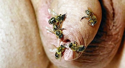 bees on the penis