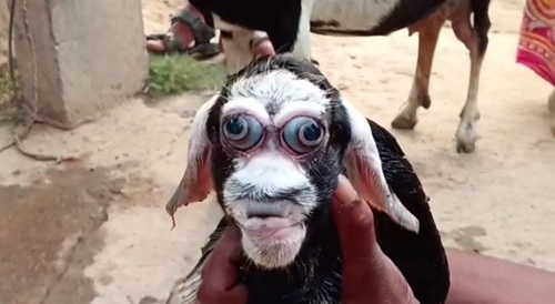 Result of beastiality
