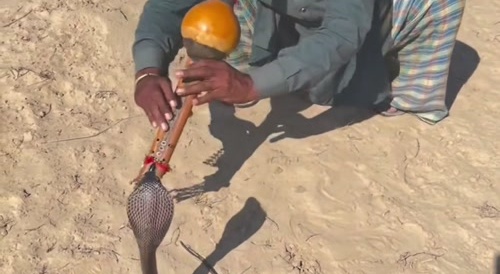 Snake charmer cobrabite