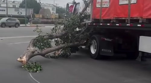 Female Driver Drags Whole Tree Down Street