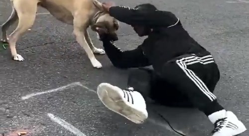 Dawgs Brawling
