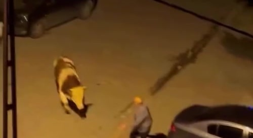 escaped bull and fools