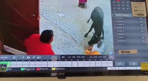 Shoo Bull!